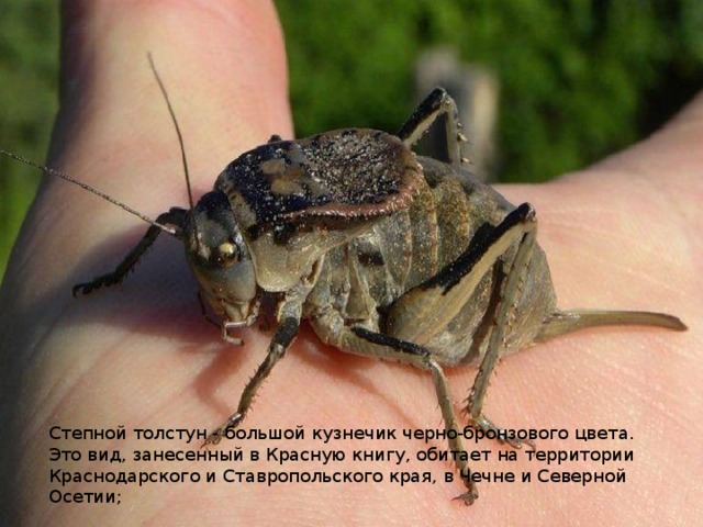 Степной толстун - большой кузнечик черно-бронзового цвета. Это вид, занесенный в Красную книгу, обитает на территории Краснодарского и Ставропольского края, в Чечне и Северной Осетии; 