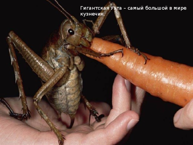 Гигантская Уэта – самый большой в мире кузнечик. 