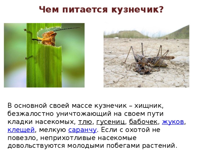 Чем питается кузнечик? В основной своей массе кузнечик – хищник, безжалостно уничтожающий на своем пути кладки насекомых,  тлю ,  гусениц ,  бабочек ,  жуков ,  клещей , мелкую  саранчу . Если с охотой не повезло, неприхотливые насекомые довольствуются молодыми побегами растений. 