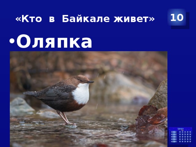  «Кто в Байкале живет» 10 Оляпка 