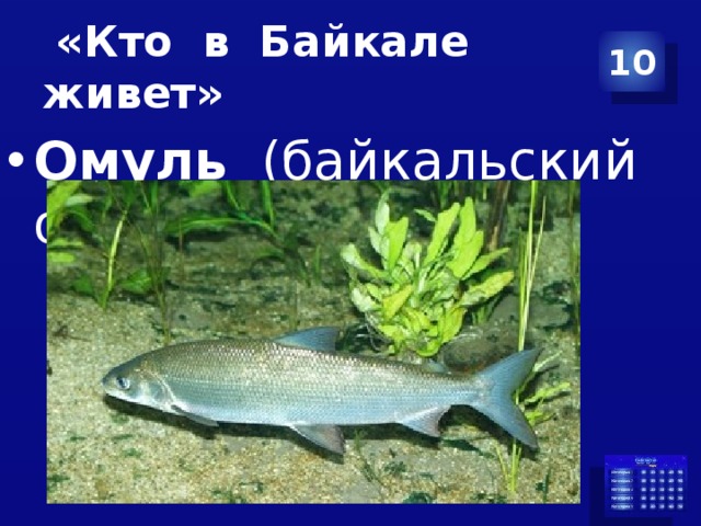  «Кто в Байкале живет» 10 Омуль (байкальский омуль) 