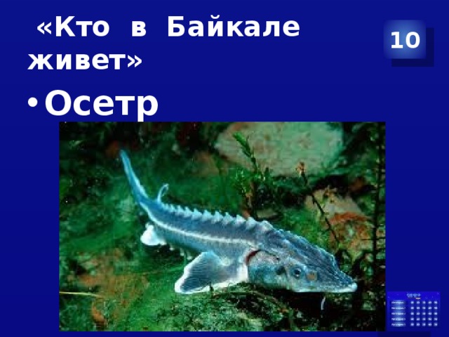  «Кто в Байкале живет» 10 Осетр 