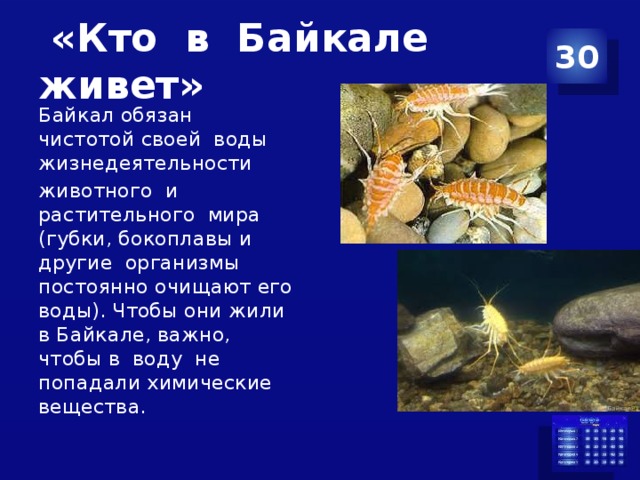  «Кто в Байкале живет» 30 Байкал обязан чистотой своей воды жизнедеятельности животного и растительного мира (губки, бокоплавы и другие организмы постоянно очищают его воды). Чтобы они жили в Байкале, важно, чтобы в воду не попадали химические вещества. 
