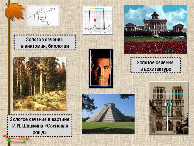 Золотое сечение в анатомии, биологии Золотое сечение в архитектуре Золотое сечение в картине  И.И. Шишкина «Сосновая роща» 
