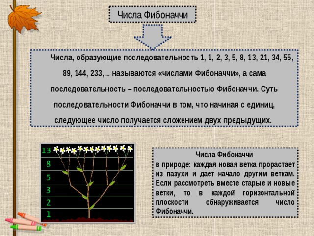 Числа Фибоначчи Числа, образующие последовательность 1, 1, 2, 3, 5, 8, 13, 21, 34, 55, 89, 144, 233,... называются «числами Фибоначчи», а сама последовательность – последовательностью Фибоначчи. Суть последовательности Фибоначчи в том, что начиная с единиц, следующее число получается сложением двух предыдущих. Числа Фибоначчи в природе:  каждая новая ветка прорастает из пазухи и дает начало другим веткам. Если рассмотреть вместе старые и новые ветки, то в каждой горизонтальной плоскости обнаруживается число Фибоначчи. 