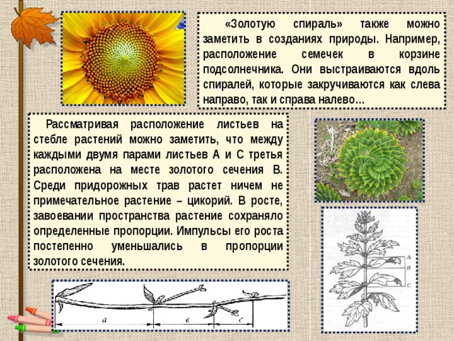 «Золотую спираль» также можно заметить в созданиях природы. Например, расположение семечек в корзине подсолнечника. Они выстраиваются вдоль спиралей, которые закручиваются как слева направо, так и справа налево…  Рассматривая расположение листьев на стебле растений можно заметить, что между каждыми двумя парами листьев А и С третья расположена на месте золотого сечения В. Среди придорожных трав растет ничем не примечательное растение – цикорий. В росте, завоевании пространства растение сохраняло определенные пропорции. Импульсы его роста постепенно уменьшались в пропорции золотого сечения. 