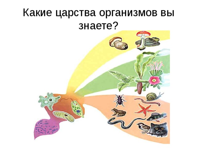 Какие царства организмов вы знаете? 