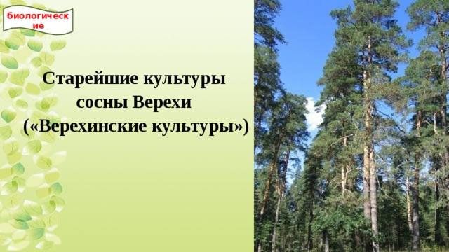 биологические Старейшие культуры сосны Верехи («Верехинские культуры») 