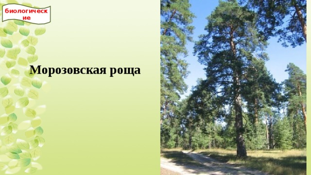 биологические Морозовская роща  