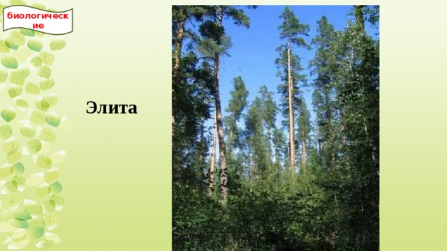 биологические Элита 