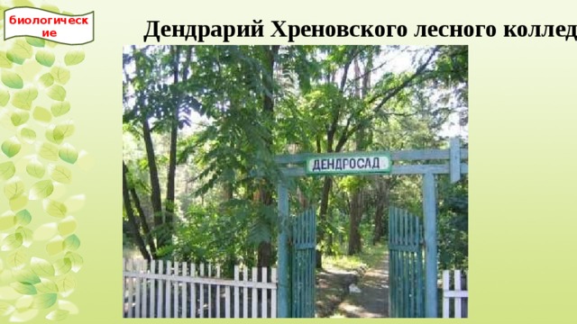 биологические Дендрарий Хреновского лесного колледжа им. Морозова 