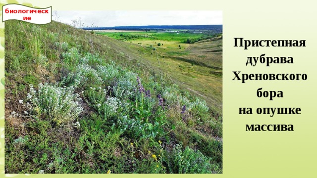 биологические Пристепная дубрава Хреновского бора на опушке массива  