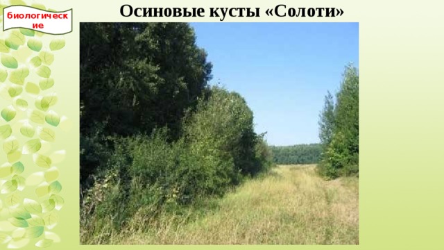 Осиновые кусты «Солоти» биологические 