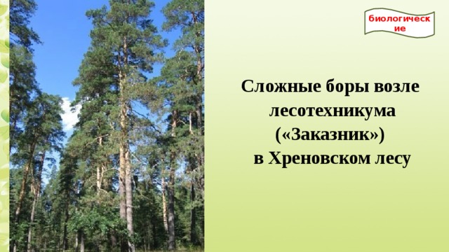 биологические Сложные боры возле лесотехникума («Заказник») в Хреновском лесу 