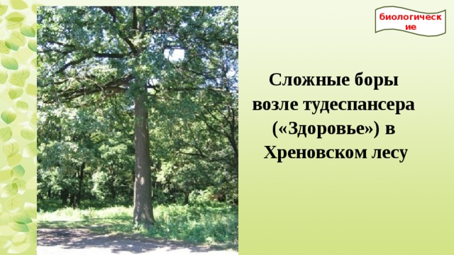 биологические Сложные боры возле тудеспансера («Здоровье») в Хреновском лесу 