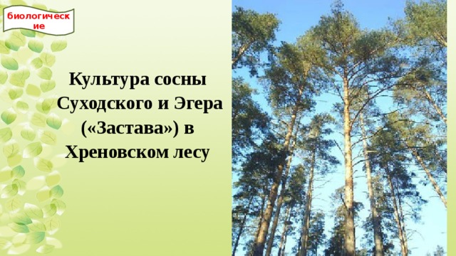 биологические Культура сосны Суходского и Эгера («Застава») в Хреновском лесу  