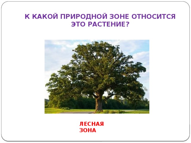 К КАКОЙ ПРИРОДНОЙ ЗОНЕ ОТНОСИТСЯ ЭТО РАСТЕНИЕ? ЛЕСНАЯ ЗОНА 