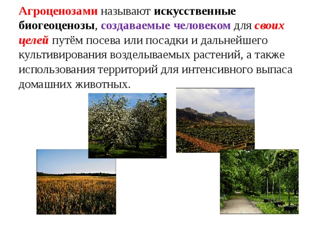 Агроценозами  называют искусственные биогеоценозы , создаваемые человеком для своих целей путём посева или посадки и дальнейшего культивирования возделываемых растений, а также использования территорий для интенсивного выпаса домашних животных.  