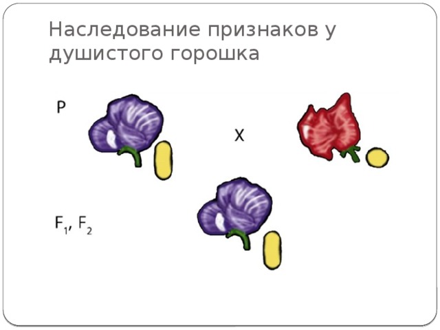 Наследование признаков у душистого горошка 