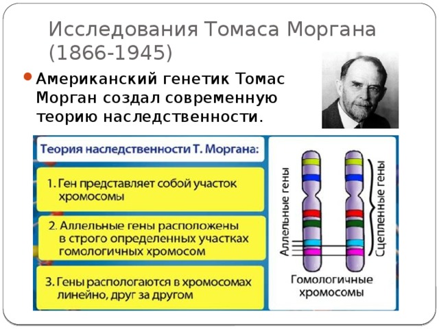Исследования Томаса Моргана (1866-1945) Американский генетик Томас Морган создал современную теорию наследственности. 