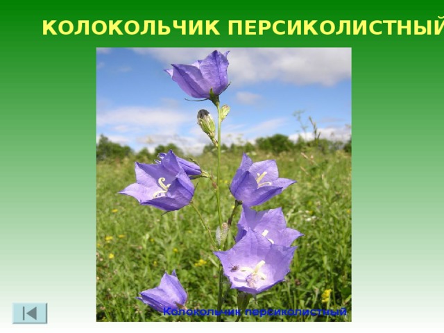 МЕДУНИЦА НЕЯСНАЯ 