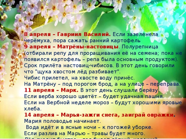 8 апреля – Гавриил Василий. Если зазеленела черёмуха, пора сажать ранний картофель 9 апреля – Матрёны-настовицы . Полурепница (отбирали репу для проращивания её на семена; пока не появился картофель – репа была основным продуктом). Срок прилёта настовиц-чибисов. В этот день говорили что 