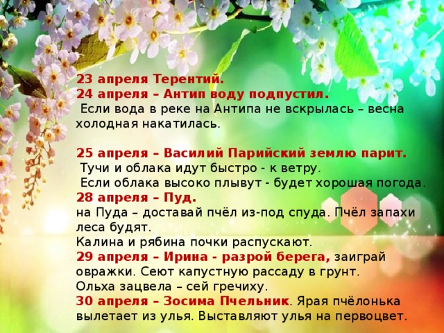 23 апреля Терентий. 24 апреля – Антип воду подпустил.  Если вода в реке на Антипа не вскрылась – весна холодная накатилась.  25 апреля – Василий Парийский землю парит.  Тучи и облака идут быстро - к ветру.  Если облака высоко плывут - будет хорошая погода. 28 апреля – Пуд. на Пуда – доставай пчёл из-под спуда. Пчёл запахи леса будят.   Калина и рябина почки распускают. 29 апреля – Ирина - разрой берега, заиграй овражки. Сеют капустную рассаду в грунт. Ольха зацвела – сей гречиху. 30 апреля – Зосима Пчельник . Ярая пчёлонька вылетает из улья. Выставляют улья на первоцвет.   