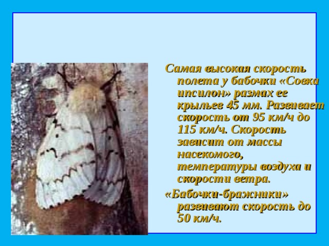 Самая высокая скорость полета у бабочки «Совка ипсилон» размах ее крыльев 45 мм. Развивает скорость от 95 км/ч до 115 км/ч. Скорость зависит от массы насекомого, температуры воздуха и скорости ветра. «Бабочки-бражники» развивают скорость до 50 км/ч.  