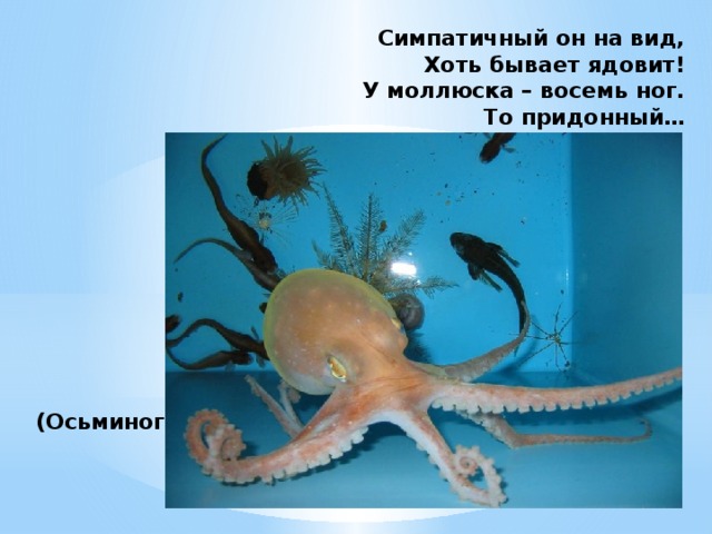 Симпатичный он на вид,  Хоть бывает ядовит!  У моллюска – восемь ног.  То придонный…          (Осьминог) 