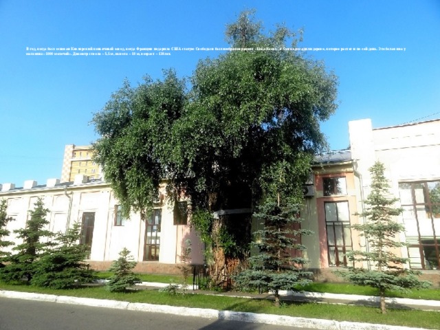 В год, когда был основан Кизлярский коньячный завод, когда Франция подарила США статую Свободы и был изобретён рецепт «Кока-Колы», в Омске посадили дерево, которое растет и по сей день. Это белая ива у магазина «1000 мелочей». Диаметр ствола – 5,5 м, высота – 10 м, возраст – 130лет.    