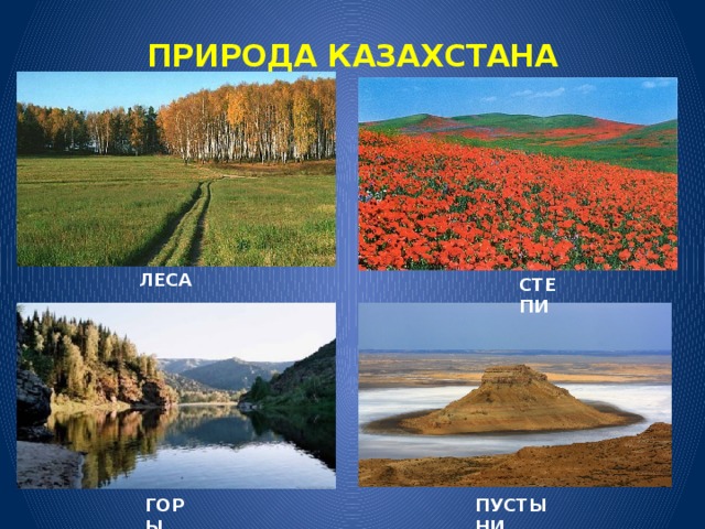ПРИРОДА КАЗАХСТАНА    ЛЕСА СТЕПИ ГОРЫ ПУСТЫНИ 