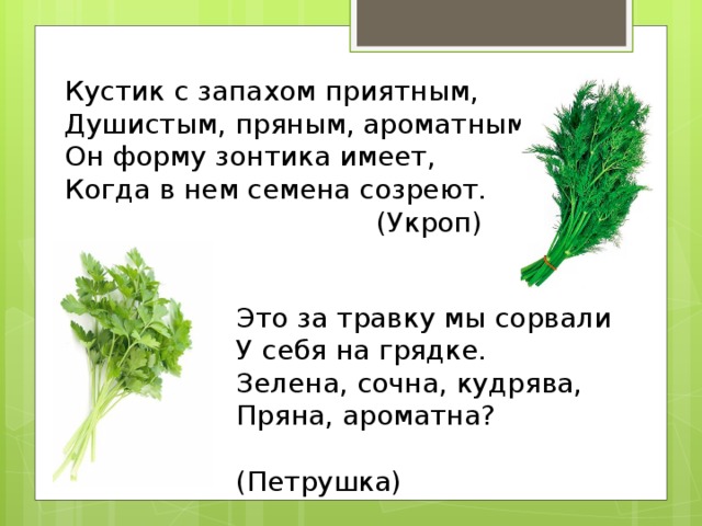 Кустик с запахом приятным, Душистым, пряным, ароматным. Он форму зонтика имеет, Когда в нем семена созреют.  (Укроп) Это за травку мы сорвали У себя на грядке. Зелена, сочна, кудрява, Пряна, ароматна?  (Петрушка)