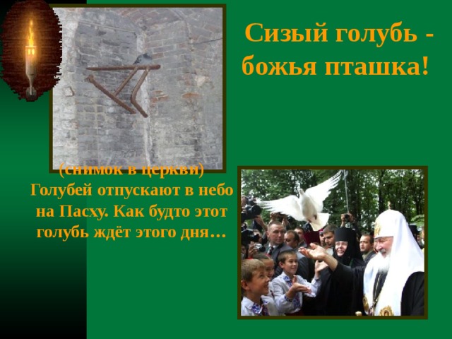 Сизый голубь - божья пташка!   (снимок в церкви) Голубей отпускают в небо на Пасху. Как будто этот голубь ждёт этого дня… 