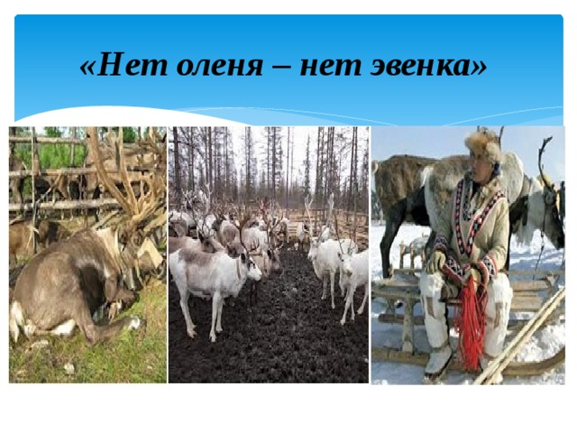 «Нет оленя – нет эвенка» 