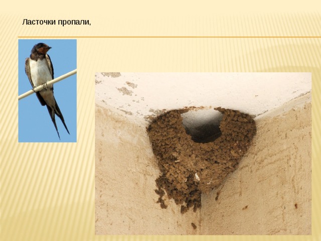 Ласточки пропали,  