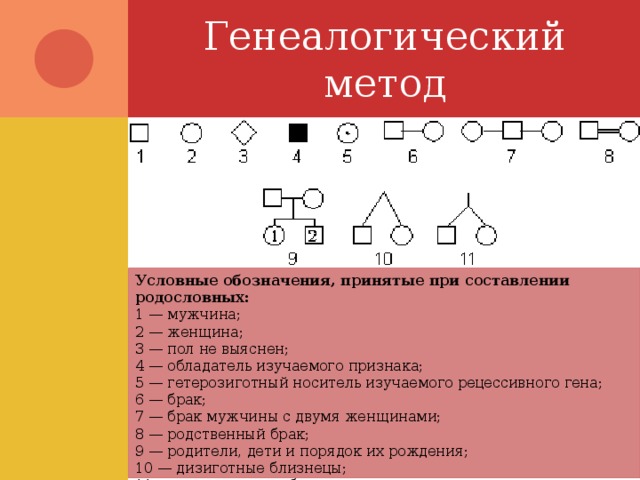 Генеалогический метод Условные обозначения, принятые при составлении родословных:  1 — мужчина; 2 — женщина; 3 — пол не выяснен; 4 — обладатель изучаемого признака; 5 — гетерозиготный носитель изучаемого рецессивного гена; 6 — брак; 7 — брак мужчины с двумя женщинами; 8 — родственный брак; 9 — родители, дети и порядок их рождения; 10 — дизиготные близнецы; 11 — монозиготные близнецы. 
