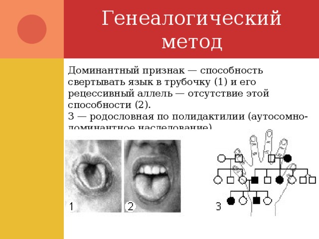Генеалогический метод Доминантный признак — способность свертывать язык в трубочку (1) и его рецессивный аллель — отсутствие этой способности (2).  3 — родословная по полидактилии (аутосомно-доминантное наследование). 