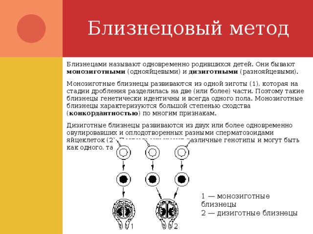 Близнецовый метод Близнецами называют одновременно родившихся детей. Они бывают монозиготными (однояйцевыми) и дизиготными (разнояйцевыми). Монозиготные близнецы развиваются из одной зиготы (1), которая на стадии дробления разделилась на две (или более) части. Поэтому такие близнецы генетически идентичны и всегда одного пола. Монозиготные близнецы характеризуются большой степенью сходства ( конкордантностью ) по многим признакам. Дизиготные близнецы развиваются из двух или более одновременно овулировавших и оплодотворенных разными сперматозоидами яйцеклеток (2). Поэтому они имеют различные генотипы и могут быть как одного, так и разного пола. 1 — монозиготные близнецы 2 — дизиготные близнецы 