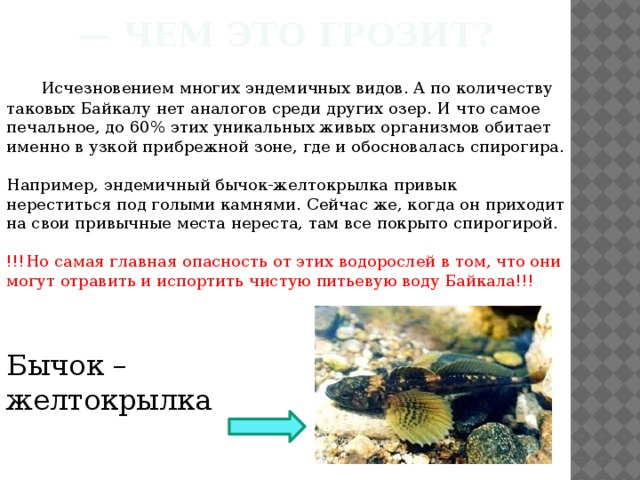 — Чем это грозит?  Исчезновением многих эндемичных видов. А по количеству таковых Байкалу нет аналогов среди других озер. И что самое печальное, до 60% этих уникальных живых организмов обитает именно в узкой прибрежной зоне, где и обосновалась спирогира. Например, эндемичный бычок-желтокрылка привык нереститься под голыми камнями. Сейчас же, когда он приходит на свои привычные места нереста, там все покрыто спирогирой. !!!Но самая главная опасность от этих водорослей в том, что они могут отравить и испортить чистую питьевую воду Байкала!!! Бычок – желтокрылка 