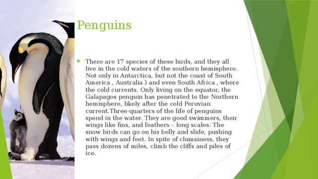 Penguins There are 17 species of these birds, and they all live in the cold waters of the southern hemisphere. Not only in Antarctica, but not the coast of South America , Australia ) and even South Africa , where the cold currents. Only living on the equator, the Galapagos penguin has penetrated to the Northern hemisphere, likely after the cold Peruvian current.Three-quarters of the life of penguins spend in the water. They are good swimmers, their wings like fins, and feathers – long scales. The snow birds can go on his belly and slide, pushing with wings and feet. In spite of clumsiness, they pass dozens of miles, climb the cliffs and piles of ice. 