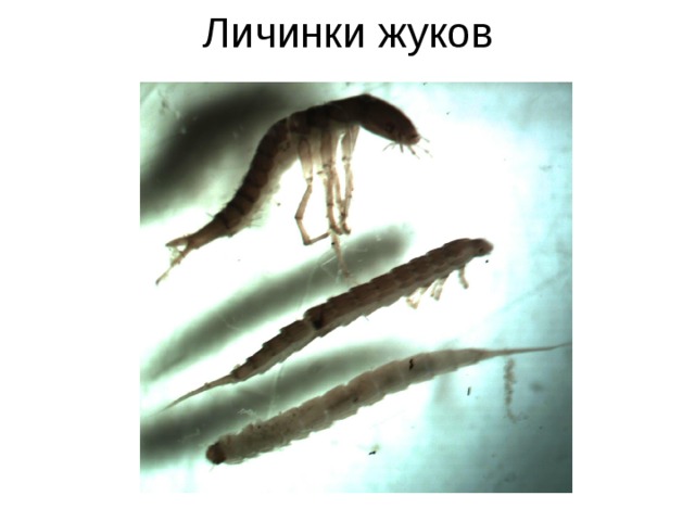 Личинки жуков 