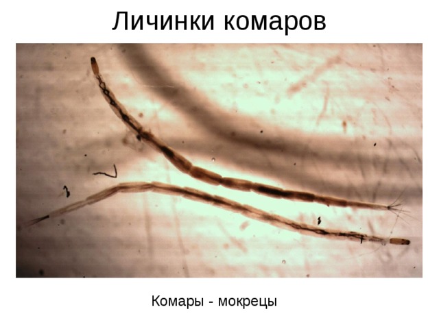Личинки комаров Комары - мокрецы 