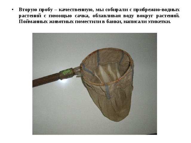 Вторую пробу – качественную, мы собирали с прибрежно-водных растений с помощью сачка, облавливая воду вокруг растений. Пойманных животных поместили в банки, написали этикетки.  