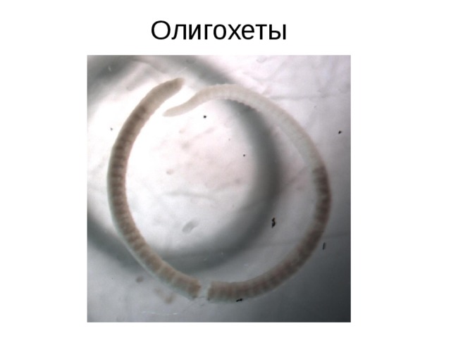 Олигохеты 