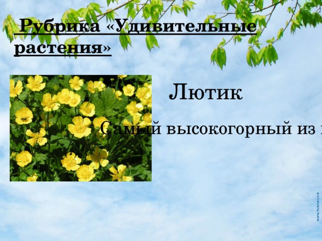  Рубрика «Удивительные растения» Лютик Самый высокогорный из цветов 