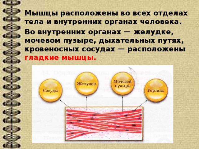 Мышцы расположены во всех отделах тела и внутренних органах человека. Во внутренних органах — желудке, мочевом пузыре, дыхательных путях, кровеносных сосудах — расположены гладкие мышцы. 