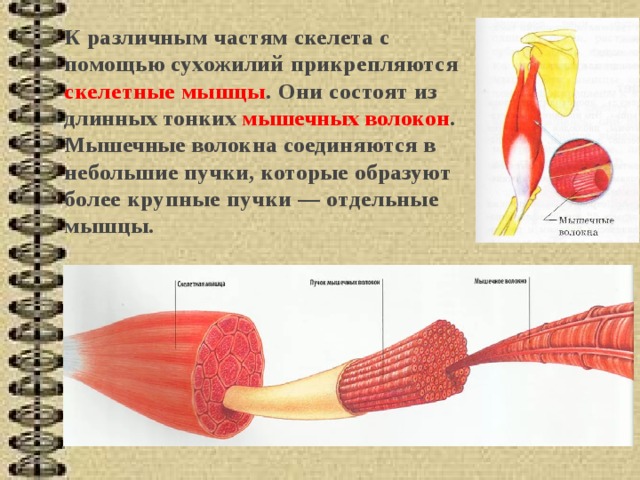 К различным частям скелета с помощью сухожилий прикрепляются скелетные мышцы . Они состоят из длинных тонких мышечных волокон . Мышечные волок­ на соединяются в небольшие пучки, которые образуют более крупные пучки — отдельные мышцы. 