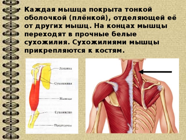 Каждая мышца покрыта тонкой оболочкой (плёнкой), отделяющей её от других мышц. На концах мышцы переходят в прочные белые сухожилия. Сухожилиями мышцы прикрепляются к костям. 