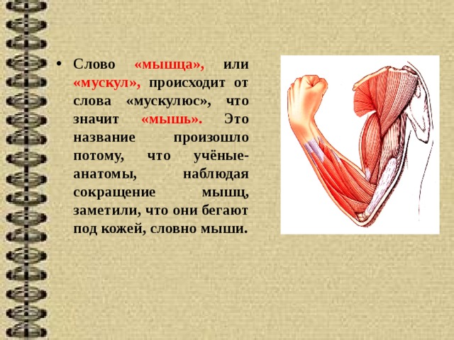 Слово «мышца», или «мускул», происходит от слова «мускулюс», что значит «мышь». Это название произошло потому, что учёные-анатомы, наблюдая сокращение мышц, заметили, что они бегают под кожей, словно мыши.  