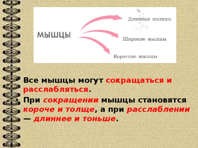 Все мышцы могут сокращаться и расслабляться . При сокращении мышцы становятся короче и толще , а при расслаблении — длиннее и тоньше . 